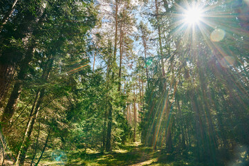 Fototapeta premium Bright sunburst and beautiful lens flare shining through tall pine and spruce trees in a green coniferous forest. Sunbeams illuminating the woodland canopy, wild grass, and dense summer foliage.