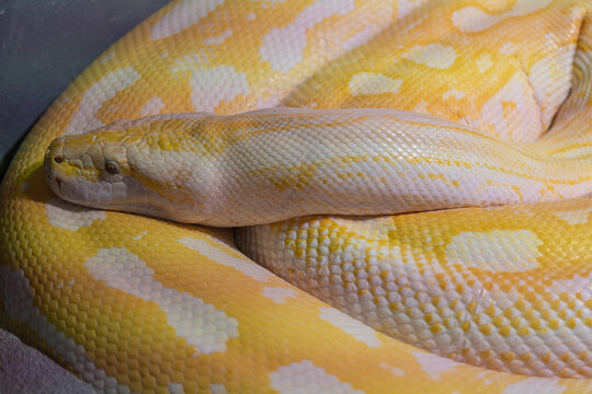 Close-up of the albino Burmese python head.