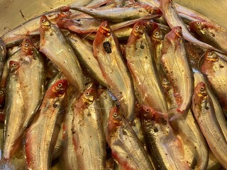 Fototapeta premium Fresh Pabda Catfish Displayed at a Traditional Fish Market in Bangladesh