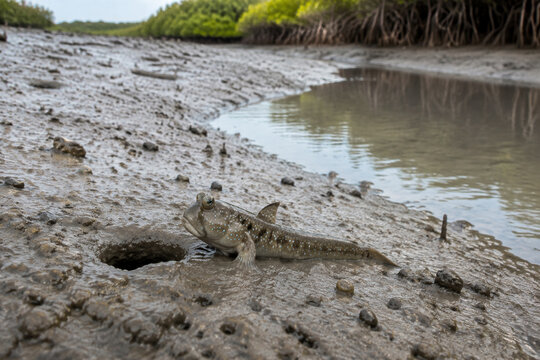 Mudskipper Guarding Burrow on Receding Mangrove Mudflat