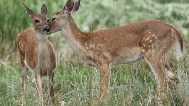 Two Young Mule Deer Showing Affection