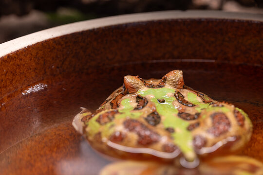 Close-up of a horned frog in a bowl of water.