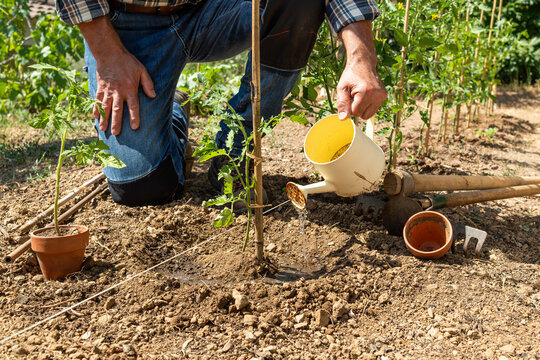 Close-up of a farmer's hands watering a tomato plant in an organic field with an old metal watering can. Garden work in spring. Traditional agriculture.