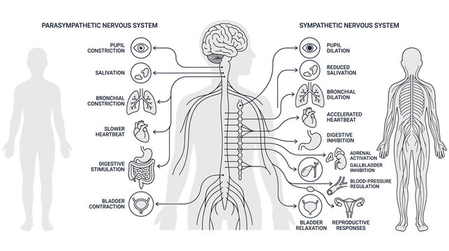 Nervous system chart comparing sympathetic and parasympathetic body responses.