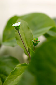 Delicate Tiny White Wildflower Blooming Among Lush Green Leaves In Nature