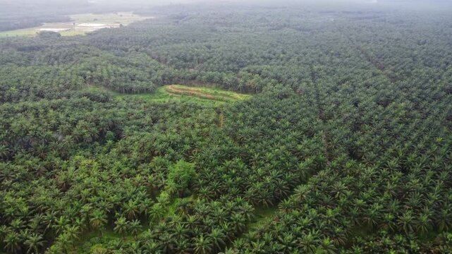Aerial view of vast palm oil plantation with rows of trees stretching across the landscape in Langkat, North Sumatera, Indonesia.