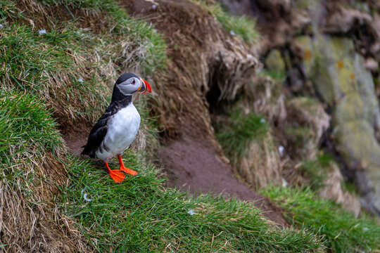 Atlantic puffin Fratercula arctica standing on grassy cliff in Iceland