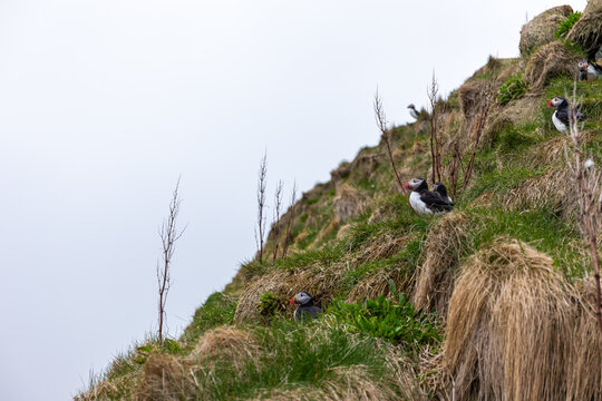 Atlantic puffin colony nesting on grassy slope at Hafnarholmi Iceland