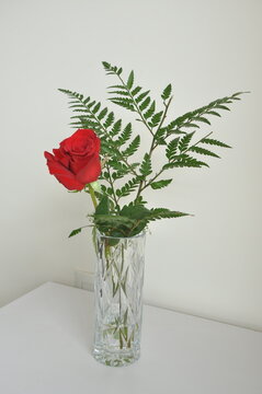planta rosa vermelha em vaso decorativo em casa 