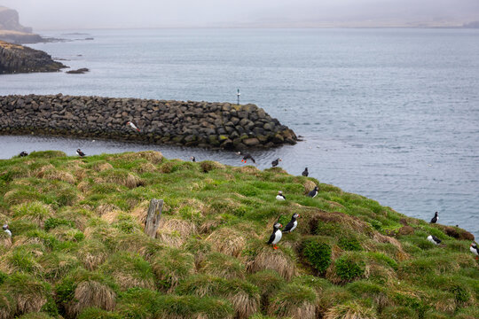 Atlantic puffin colony at Hafnarholmi Borgarfjordur Eystri Iceland