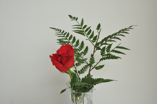 planta rosa vermelha em vaso decorativo em casa 