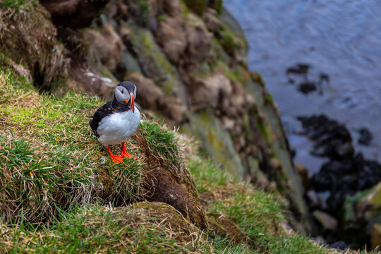 Atlantic puffin standing on grassy rock cliff edge at Hafnarholmi Iceland