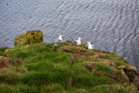 Northern fulmar group nesting on grassy cliff at Hafnarholmi Iceland