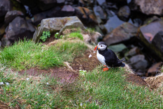 Atlantic puffin standing on grassy rock cliff ledge at Hafnarholmi Iceland