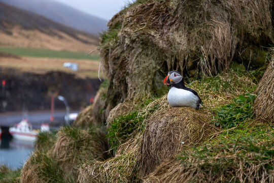 Atlantic puffin resting on grassy cliff with Hafnarholmi marina Iceland