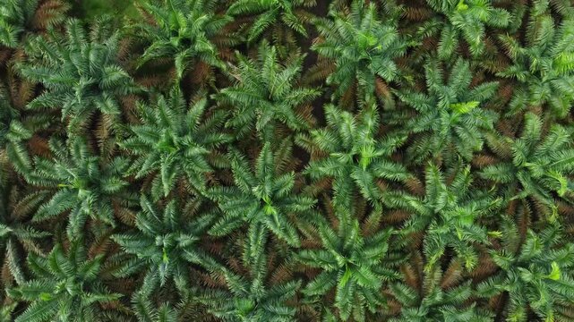 Aerial view of a dense palm oil plantation with rows of green trees in Langkat, North Sumatera, Indonesia.