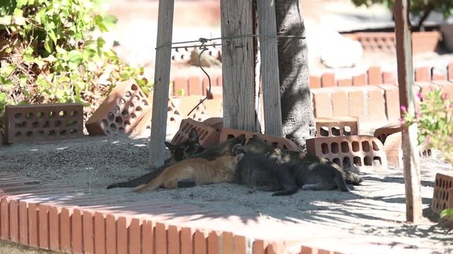 Spain. A group of kittens is focused on nursing, except for one that moves away to explore the surroundings with curiosity.