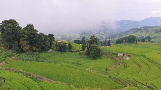 Aerial view of lush green terraced rice fields nestled among rolling hills and misty mountains in Puer, Yunnan, China.