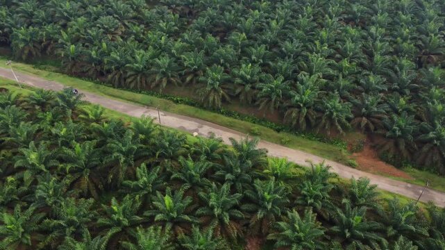 Aerial view of a palm oil plantation with a dirt road and a car in Langkat, North Sumatera, Indonesia.