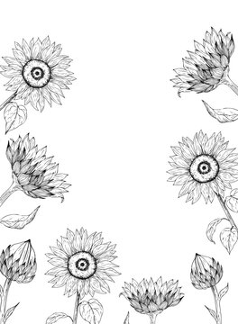 Vector sunflower frame template with blank text space. Minimalist hand drawn graphic line art border for organic product packaging. Elegant floral sketch illustration layout for wedding invitation or