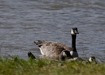 Female goose with her little babies ,goslings, at the rivers edge. Warm summer afternoon in the middle of July. Swimming in the North Platte River in Casper Wyoming as a family.  © Brent
