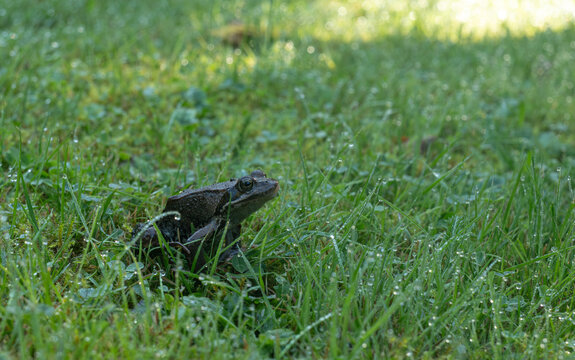 Brown frog sitting in green grass with dew drops in morning light. Wild amphibian in natural meadow habitat. Wildlife and nature ecology concept for environment and biodiversity themes.