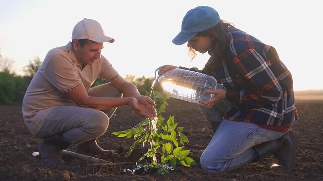 Farmer plant water ground. A woman and a man are tending to a plant in the field, watering the plant with care. The man observes while the woman pours water onto the soil.