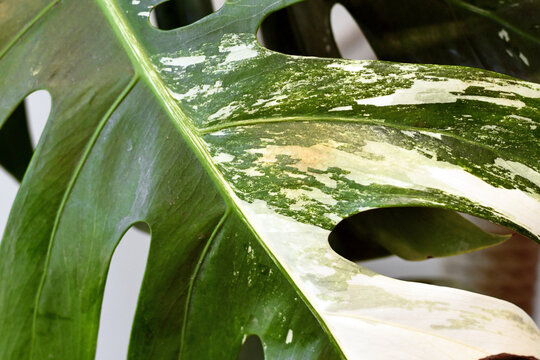 Small spot with  reddish thrips pest damage on Monstera deliciosa variegata houseplant leaf.
