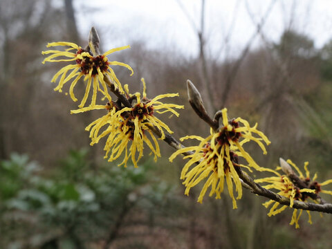 Yellow witch hazel blossoms on a branch in a winter garden