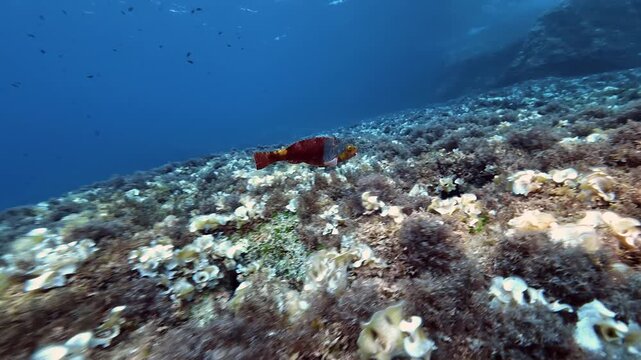 Red parrot fish -Sparisoma Cretense- in a Mediterranean Sea reef
