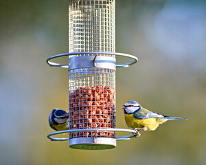Two vibrant blue tits perch on a mesh bird feeder, enjoying peanuts against a soft, blurred natural background, highlighting their bright plumage. © erwin