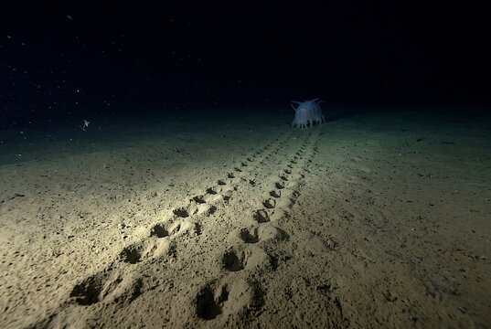 A solitary sea pig leaving a trail of footprints on the dark abyssal seafloor