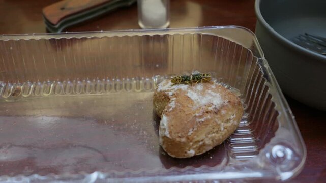 Two yellowjacket wasps crawl on a sweet glazed gingerbread cookie inside an open plastic tray. The insects scavenge for sugar crumbs during an outdoor dining meal on a wooden picnic table.