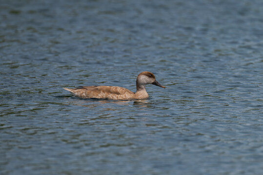 Female Red-crested Pochard, Netta rufina, swimming on a calm freshwater lagoon at El Clot de Galvany, Elche, Spain