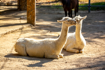 Llama close-up. Portrait of a light-colored llama. © Vera