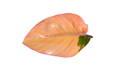 Beautiful variegated pink and orange philodendron leaf isolated on white background © keodom