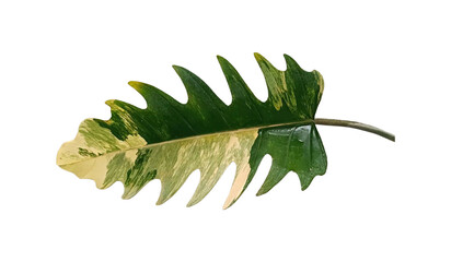 Variegated green and yellow split leaf philodendron isolated on white background © keodom