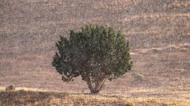 Rain falling during a storm moving through the Utah desert with single juniper bush in the landscape.