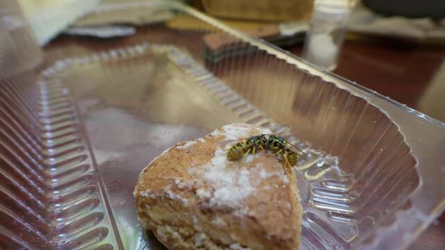 Two yellowjacket wasps crawl over a sweet glazed pastry placed inside a clear plastic container. Concept of outdoor picnic pests, insect contamination, and food hygiene issues.
