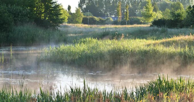 Misty morning over wetland. Tall grasses line calm water. Sunlight filters through trees
