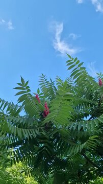Green leaves of a sumac tree with red flower clusters against a bright blue sky. The scene captures a vibrant summer day in nature.