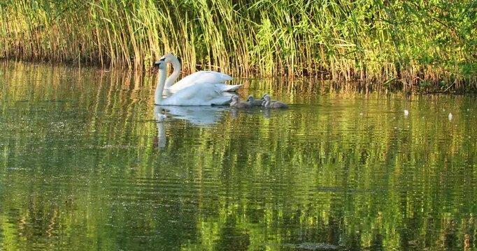 White swans glide through calm pond. Reeds line water's edge. Sunlight reflects off ripples
