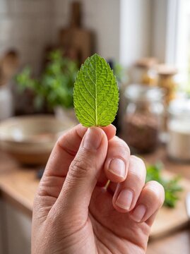 A close-up view of a hand holding a single fresh vibrant green mint leaf in a rustic kitchen setting with soft natural light
