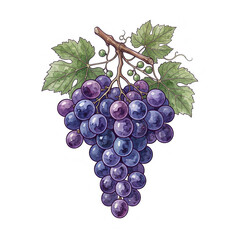 Fototapeta premium bunch of grapes