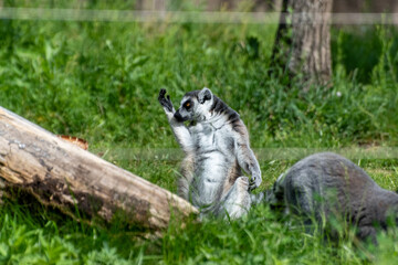Ring-tailed lemur grooming paws outdoors in zoo © Dmitry