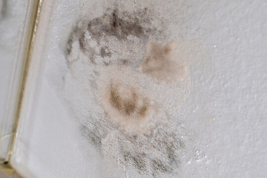 Close-up view of toxic black mold and mildew growth spreading on white painted ceiling or wall surface showing water damage and moisture problem