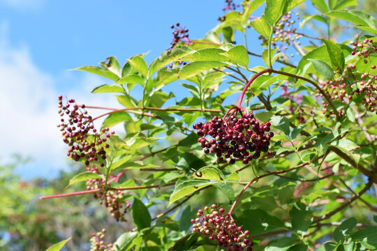Close-up view of ripe elderberry fruit cluster with dark purple black berry hanging from red stem with serrated green leaf against blue sky background