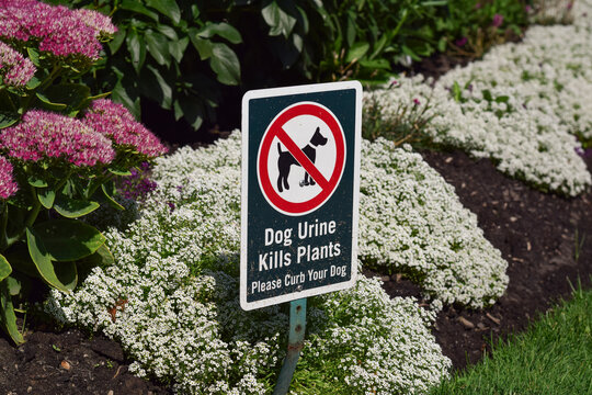 Close-up of a warning sign with a no dog symbol and text reading Dog Urine Kills Plants Please Curb Your Dog placed in a garden bed with white and pink flowers