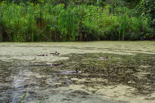 Group of mallard ducks swimming through green duckweed on a pond surface with tall green reeds and vegetation on the bank in the background
