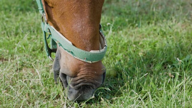 Brown horse with a green halter grazing in a lush green meadow. The animal peacefully eats fresh grass on a sunny day in the countryside